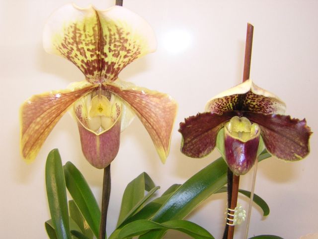 DSCN4436.jpg