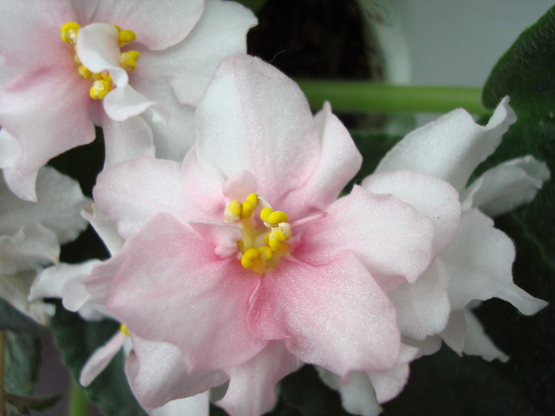 DSC02898_resize.JPG