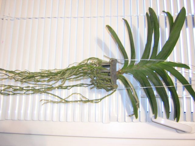 DSCN4498.jpg