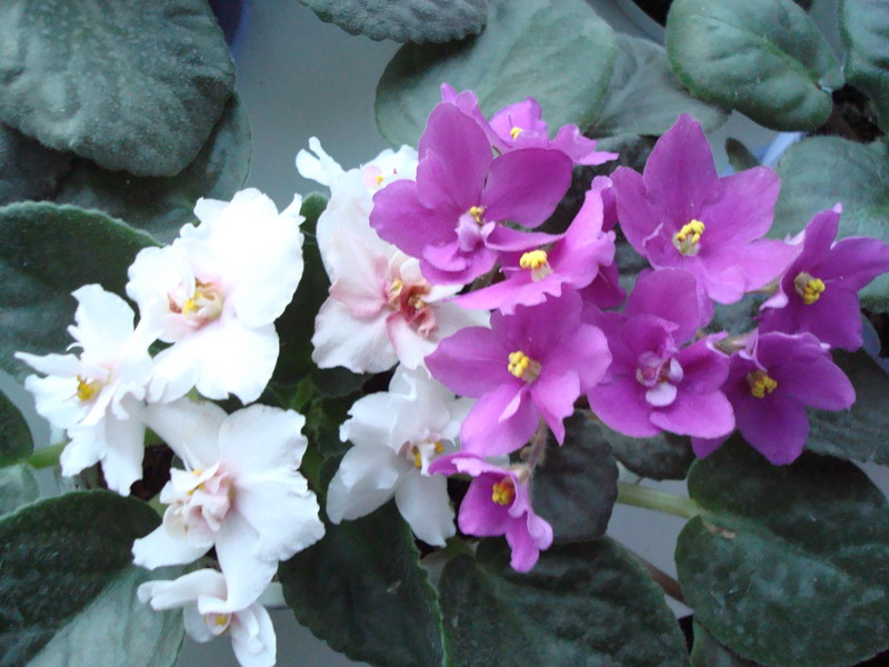 DSC02854_resize.JPG