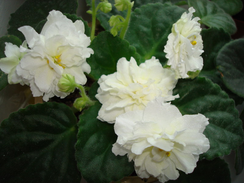 DSC02923_resize.JPG