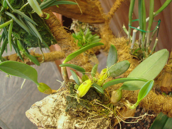 DSC02601  11.jpg