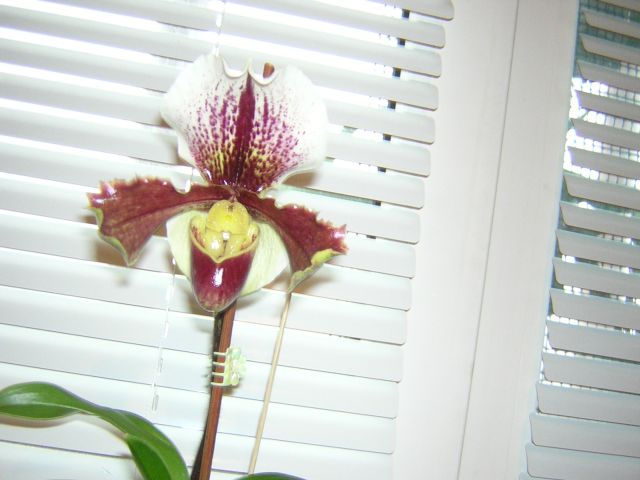 DSCN4521.jpg