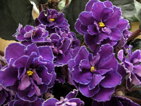 WARD BROWN