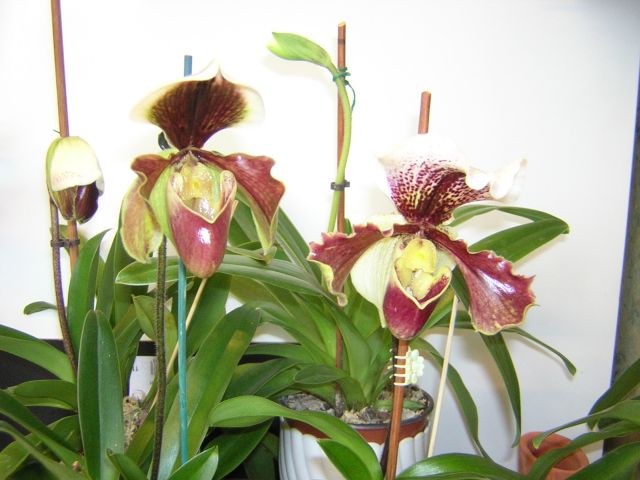 DSCN4547.jpg
