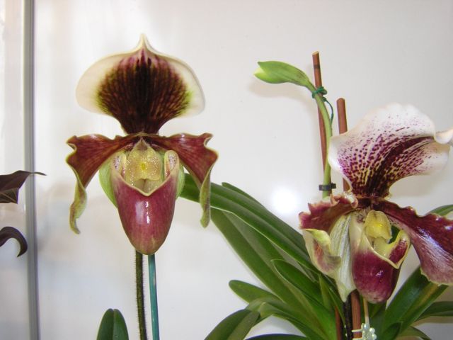 DSCN4541.jpg