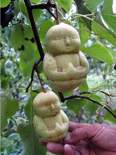 freaky_nature_creations_02.jpg