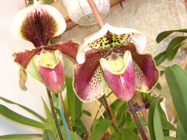 DSCN4587.jpg