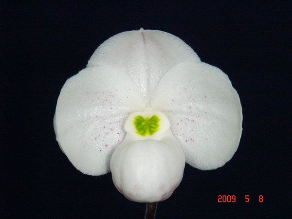 thaianum 4.jpg