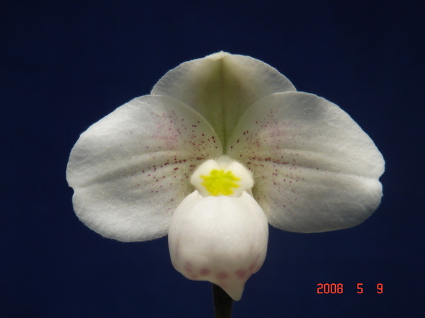 thaianum 6.jpg