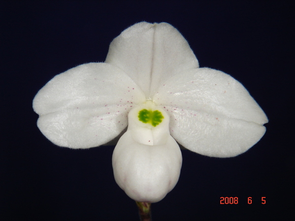 thaianum 8.jpg