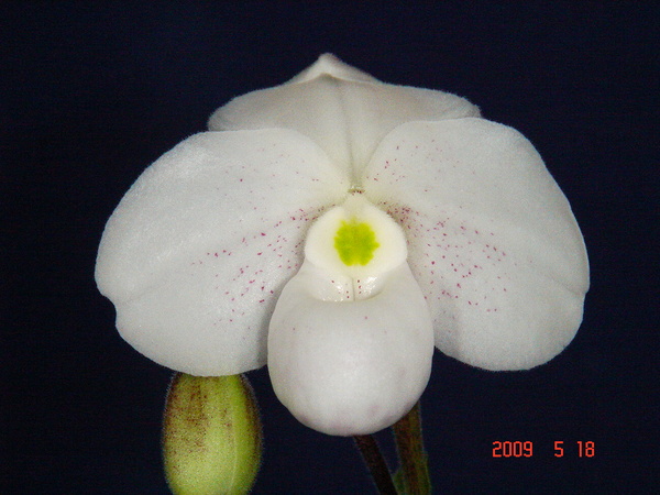 thaianum 13.jpg