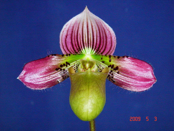 acmodontum 1.jpg