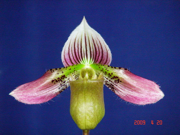 acmodontum 3.jpg