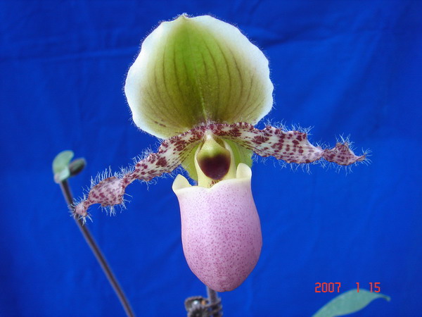 glaucophyllum 1.jpg