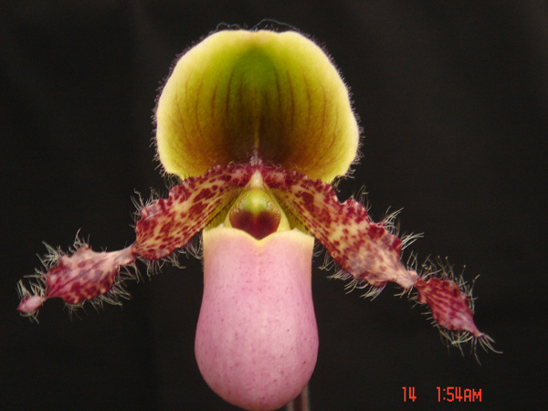 glaucophyllum 2.jpg