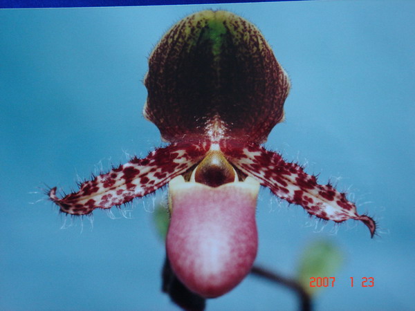 glaucophyllum 3.jpg