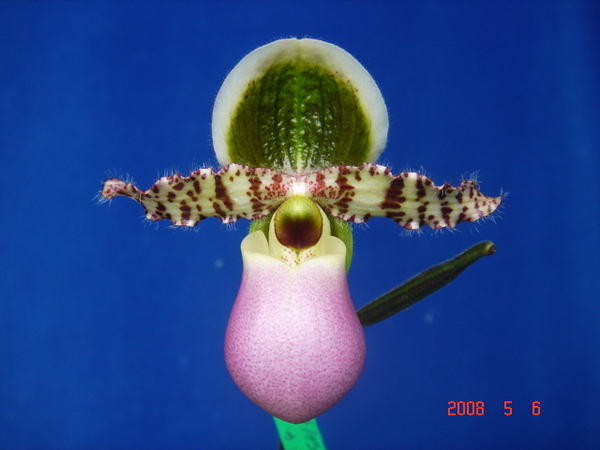 liemianum -1.jpg