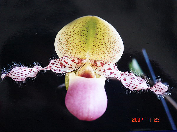 moquetteanum 1.jpg