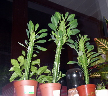 IMGP6129.jpg