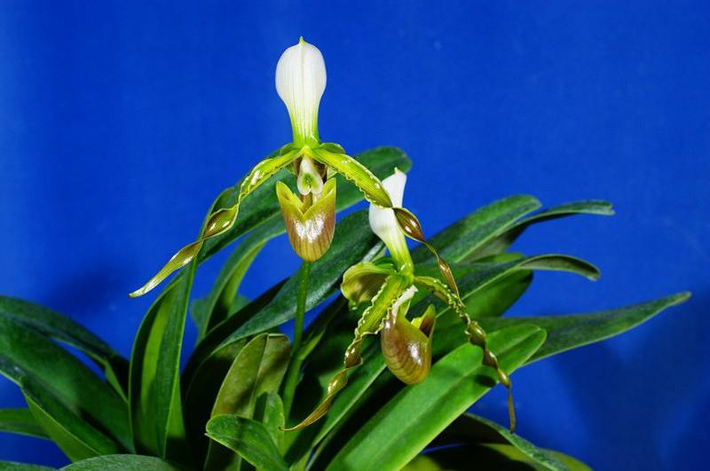 dianthum-2.jpg