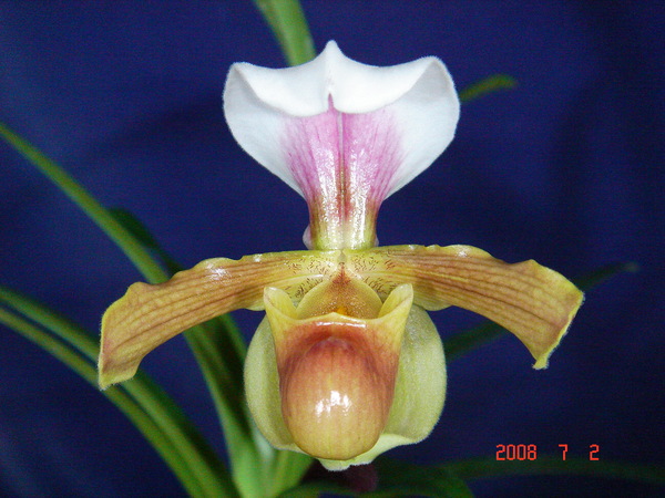 barbigerum -1.jpg