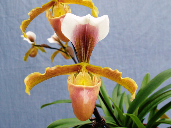 barbigerum -2.jpg