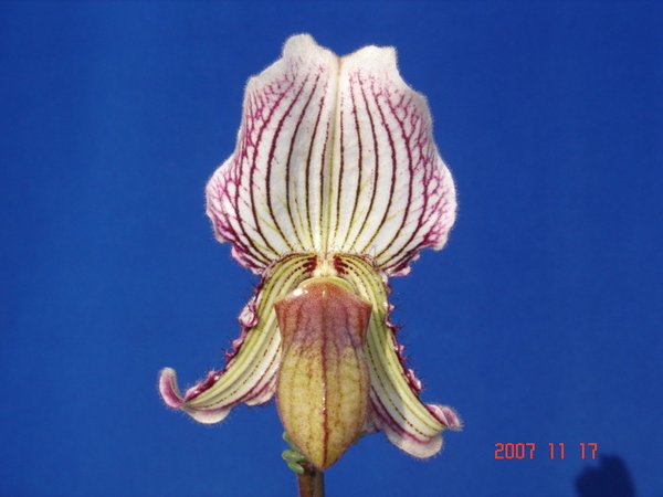fairrieanum -1.jpg