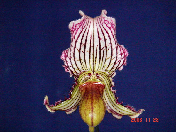 fairrieanum -4.jpg