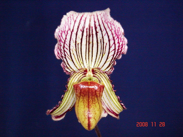 fairrieanum -5.jpg