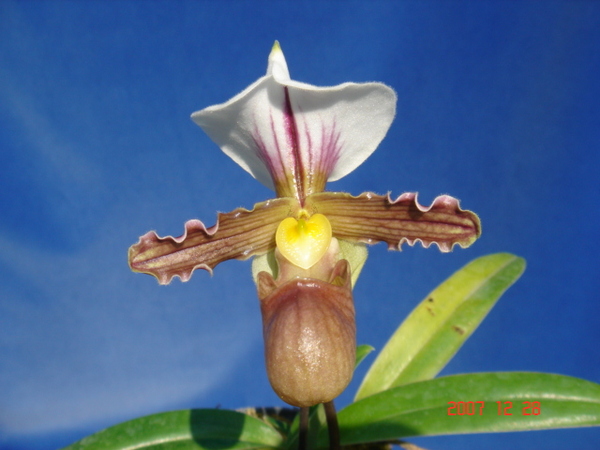 tranlienianum 2.jpg