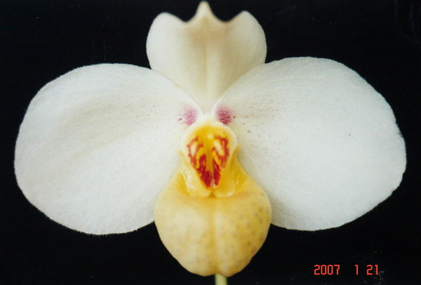 emersonii4.jpg