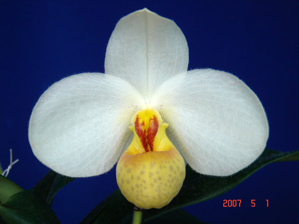 emersonii6.jpg