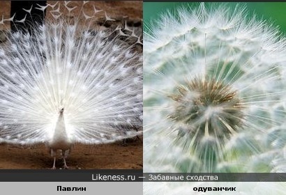 одуван.jpg