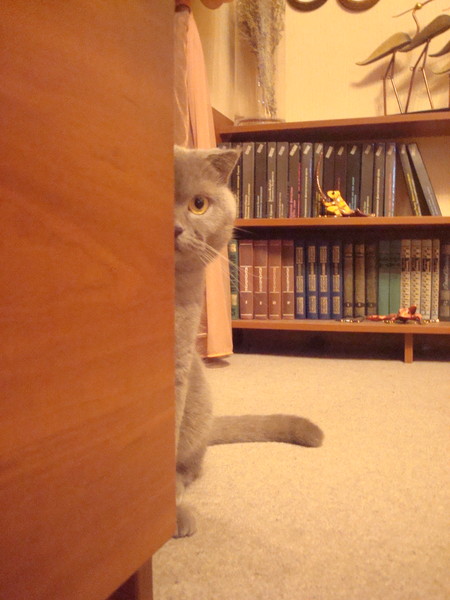 DSC03160  11.JPG