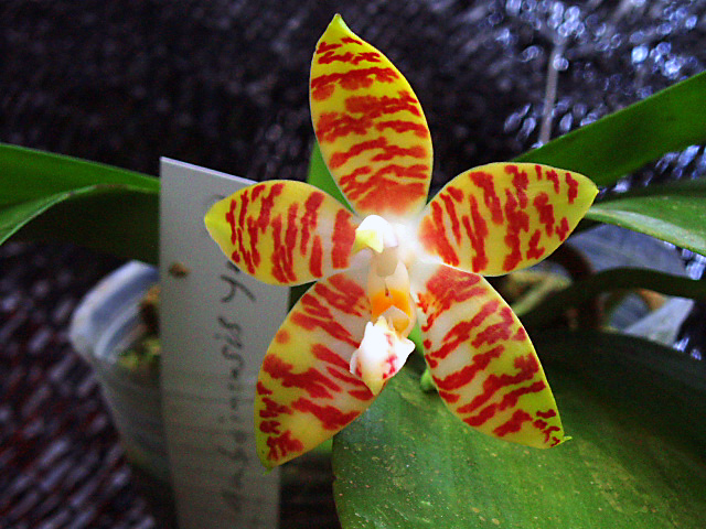 P_amboinensis-1.jpg