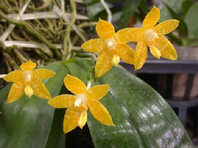 P_amboinensis%20var_%20flava.jpg