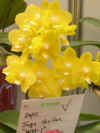 dtps_sogo_golden_wm-1_small.jpg