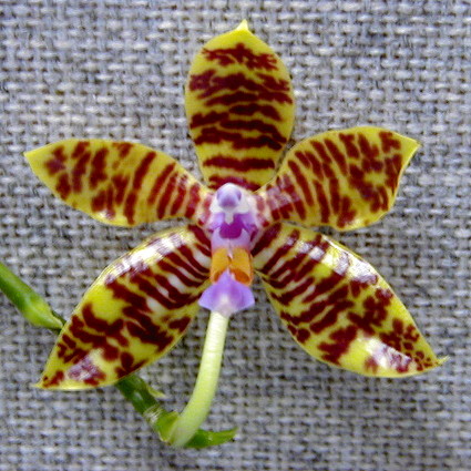 fasciata.jpg