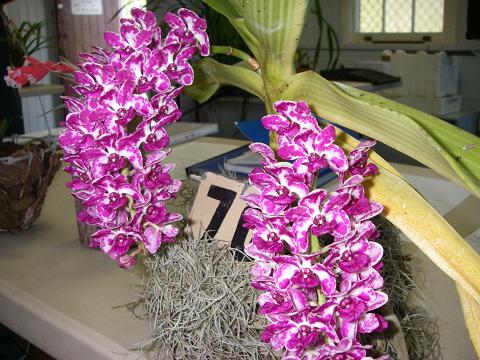 imgp0993.jpg