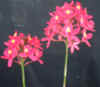 cap006_small.jpg