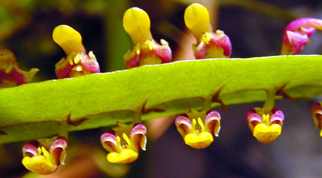 Bulb_falcatum.jpg