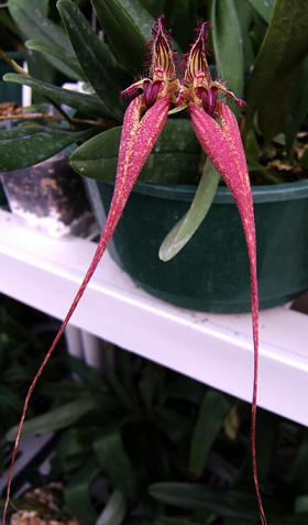 fascinator.jpg