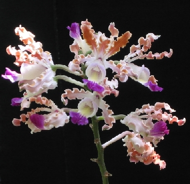 schomburgkia-thomsoniana01.jpg