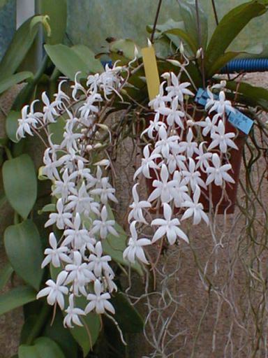 Aerangis-biloba.jpg