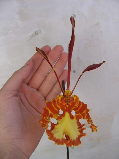 pyshocopsis2007.jpg