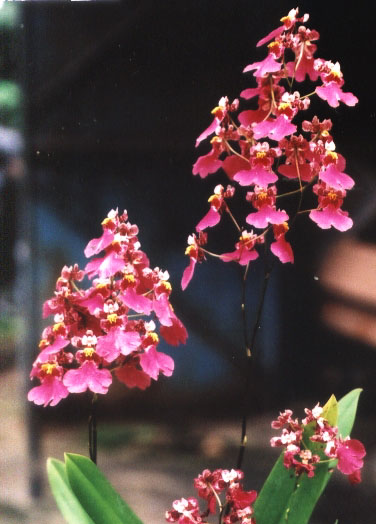 onc_red_mini_ct__little_cherry.jpg