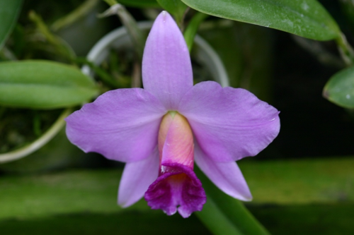 Фото орхидеи Laelia praestans tipo claro "Pedra Azul" x L praestans tipo "Lena"