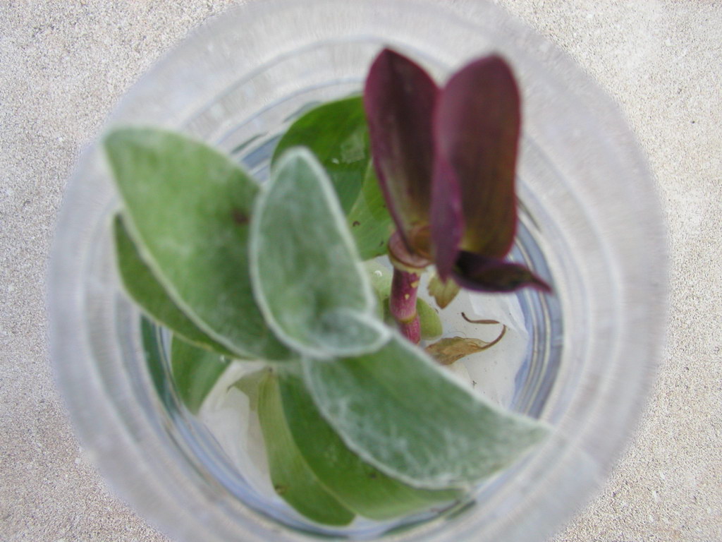 flower1.jpg