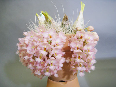 Clowesia_GraceDun_ChaddsFord.jpg